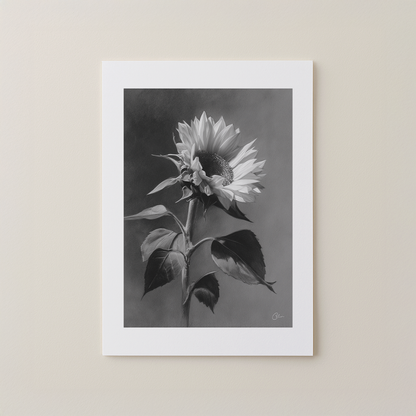 Charcoal Sunflower