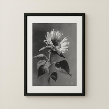 Charcoal Sunflower